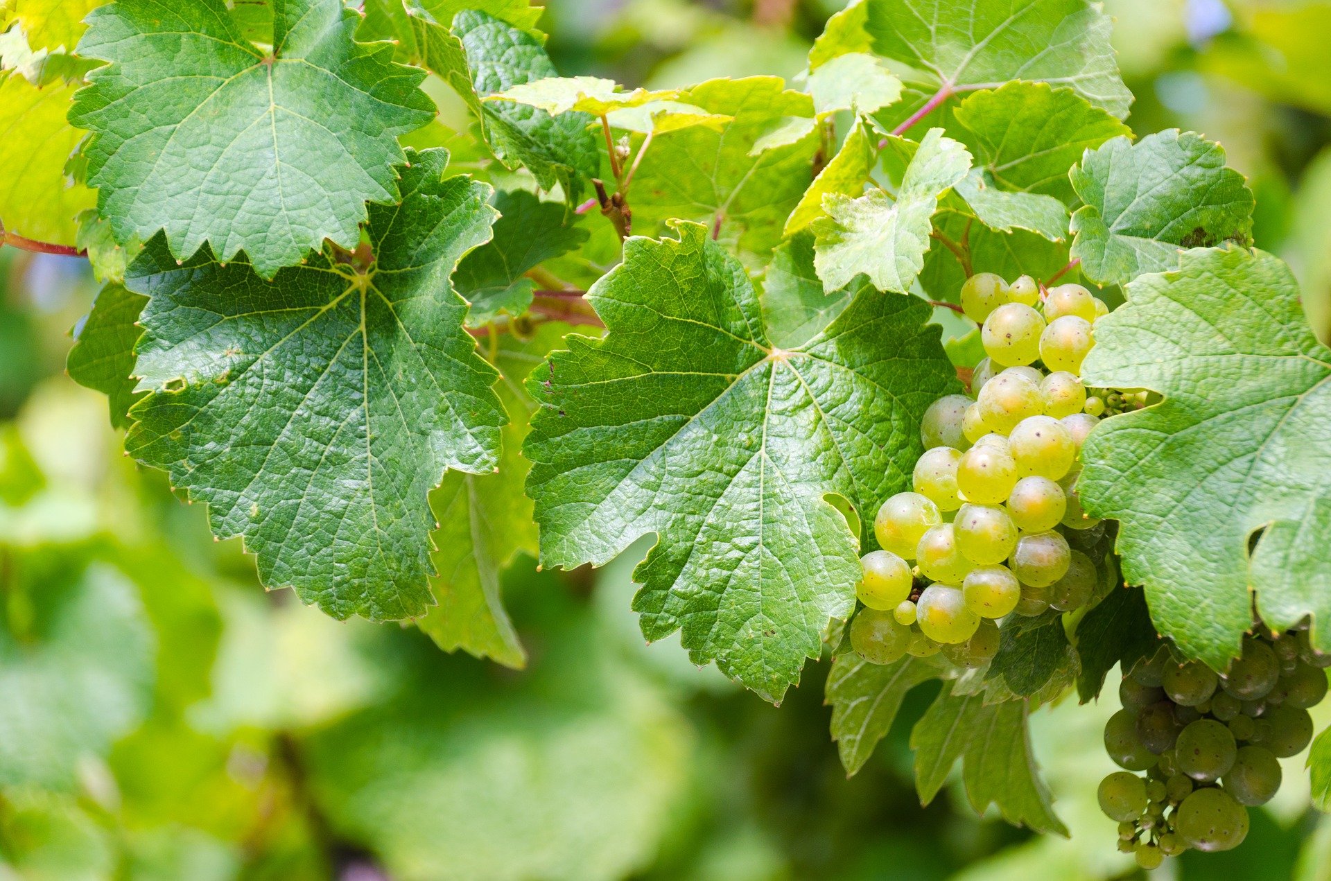riesling-1567409_1920